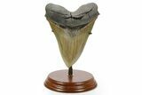 Giant Fossil Megalodon Tooth - Sharply Serrated! #379381-1